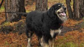 Buryat-mongol volkodav (banghar): jeden z najstarších natívnych skál v rusku